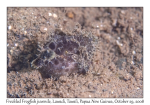 Freckled Frogfish juvenile