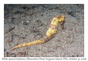 White-spined Seahorse