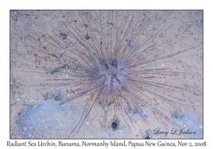 Radiant Sea Urchin juvenile