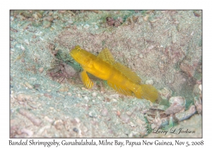 Banded Shrimpgoby