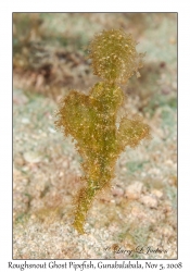 Roughsnout Ghost Pipefish female