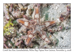 Comb Sea Star