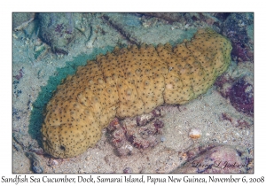 Sandfish Sea Cucumber