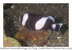 Saddleback Anemonefish & eggs