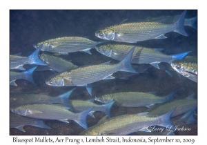 Bluespot Mullets