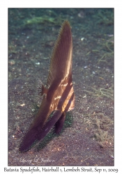 Batavia Spadefish