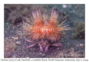 Urchin Carry Crab