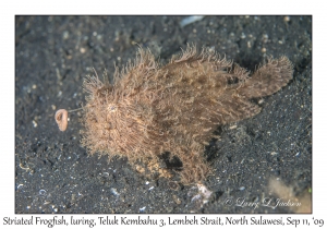 Striated Frogfish, luring