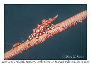 Wire Coral Crab