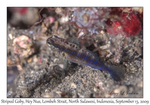 Striped Goby
