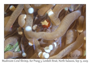 Mushroom Coral Shrimp