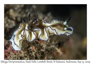 Siboga Doriprismatica