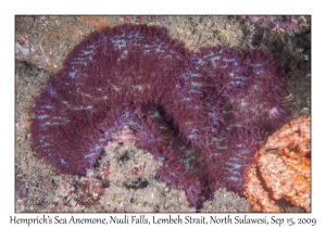 Hemprich's Sea Anemone