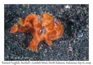 Painted Frogfish, luring
