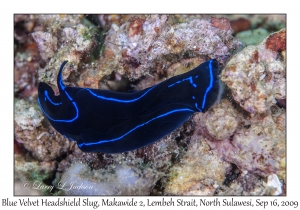 Blue Velvet Headshield Slug