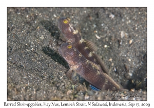Barred Shrimpgoby