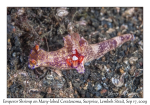 Emperor Shrimp on Many-lobed Ceratosoma