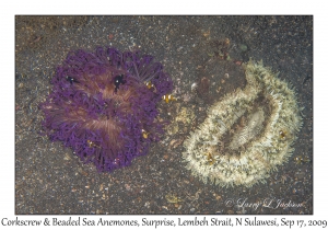 Corkscrew & Beaded Sea Anemones