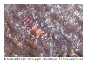Hidden Corallimorph Shrimp