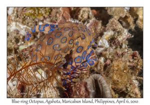 Blue-ring Octopus