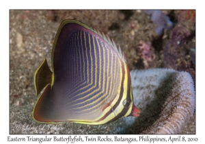 Eastern Triangular Butterflyfish