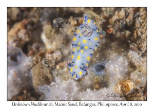 Unknown Nudibranch