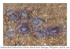 Undescribed Featherduster Worms