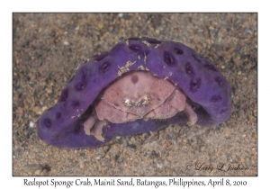 Sponge Crab