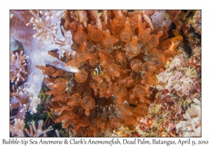 Bubble-tip Sea Anemone & Clark's Anemonefish juvenile