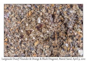 Largescale Dwarf Flounder & Orange & Black Dragonet