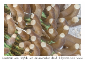 Mushroom Coral Pipefish