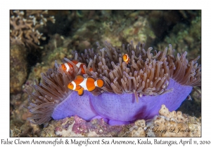 False Clown Anemomefish in Magnificent Sea Anemone