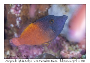 Orangetail Filefish