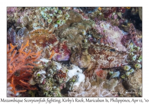 Mozambique Scorpionfish fighting