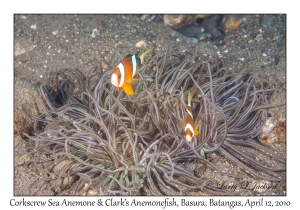 Corkscrew Sea Anemone & Clark's Anemonefish