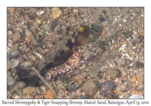 Barred Shrimgoby & Tiger Snapping Shrimp