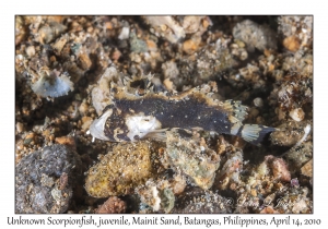 Unknown Scorpionfish juvenile