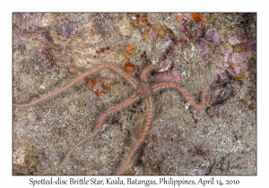 Spotted-disc Brittle Star