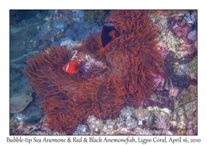 Bubble-tip Sea Anemone & Red & Black Anemonefish