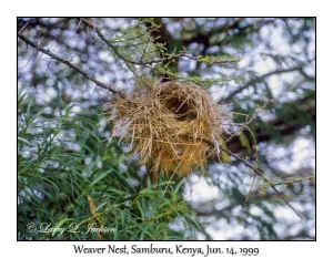 Weaver Nest