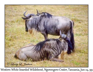 Western White-bearded Wildebeest