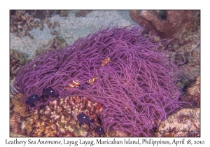 Leathery Sea Anemone, Clark's Anemonefish & Three-spot Dascyllus