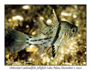 Orbicular Cardinalfish