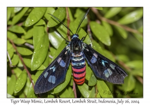 Tiger Wasp Mimic