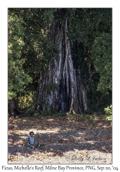 Huge Ficus