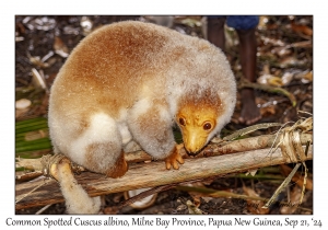 Common Spotted Cuscus albino