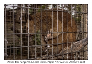 Doria's Tree Kangaroo