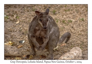 Gray Dorcopsis