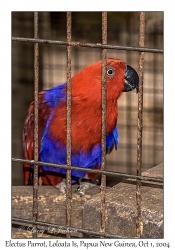 Eclectus Parrot