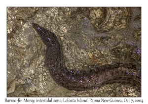 Barred-fin Moray